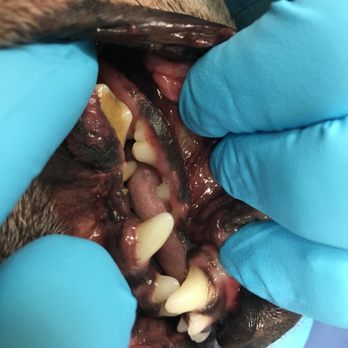 Qualified Pet Dental - Veterinarians Near Me - Huntington Beach, California Qualified Pet Dental - Veterinarians Near Me - Huntington Beach, California