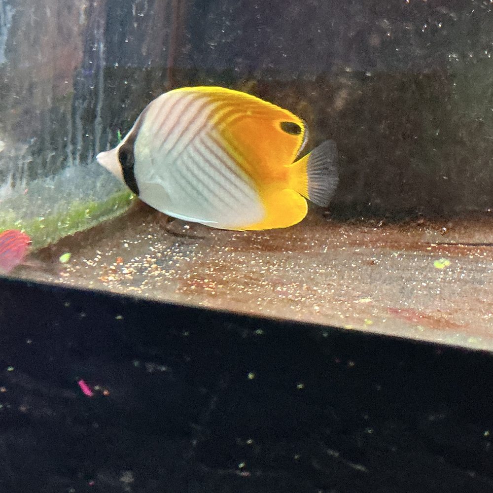 Tank Smart Aquariums - Aquarium Services Near Me - Lake Worth, Florida Tank Smart Aquariums - Aquarium Services Near Me - Lake Worth, Florida