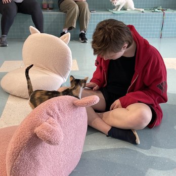 Kitty Bubble Cafe & Bar - Playing and petting with the sweet kitties! - Cafes Near Me - Columbus, Ohio