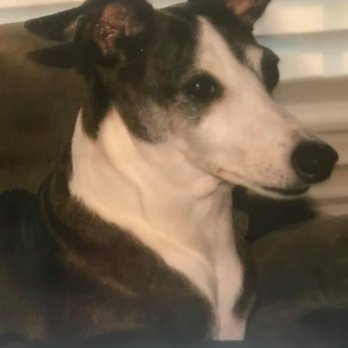 Gentle Sleep Mobile In-Home Pet Euthanasia - Veterinarians Near Me - Charlotte, North Carolina Gentle Sleep Mobile In-Home Pet Euthanasia - Veterinarians Near Me - Charlotte, North Carolina