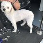 Photo of Pet Love Grooming
