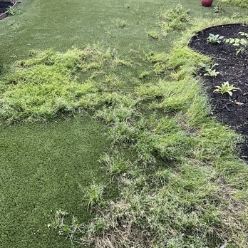 SYNLawn Dallas - Ft. Worth - Discoloration in the turf, grass and weeds, growing rampant throughout the turf. - Artificial Turf Near Me - Dallas, Texas SYNLawn Dallas - Ft. Worth - Discoloration in the turf, grass and weeds, growing rampant throughout the turf. - Artificial Turf Near Me - Dallas, Texas