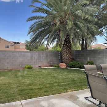 Treepro - This is the other tree they cleaned up(before) - Tree Services Near Me - Las Vegas, Nevada Treepro - This is the other tree they cleaned up(before) - Tree Services Near Me - Las Vegas, Nevada