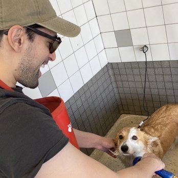 Pet Food Express - washing my pup! - Pet Stores Near Me - Alameda, California Pet Food Express - washing my pup! - Pet Stores Near Me - Alameda, California