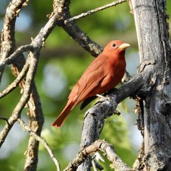 Briar Hill Park - Summer Tanager