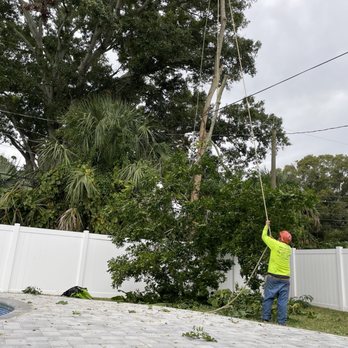 Brian's Quality Tree Care - Tree Services Near Me - Saint Petersburg, Florida Brian's Quality Tree Care - Tree Services Near Me - Saint Petersburg, Florida
