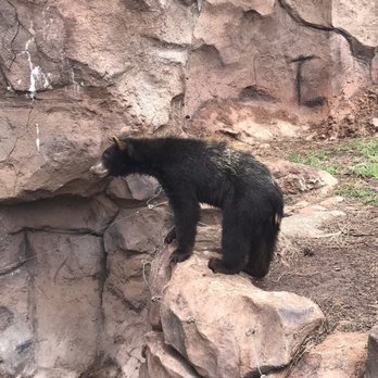 Bearizona - Black Bear - Zoos Near Me - Williams, Arizona
