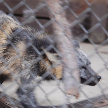 Brukner Nature Center - red fox @ bruckner - Animal Shelters Near Me - Troy, Ohio