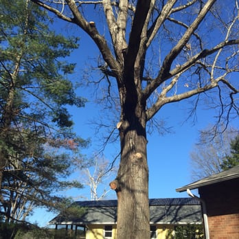 Leaf & Limb - Tree Services Near Me - Raleigh, North Carolina