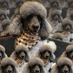 The Sunflower Pet Salon - Hershey