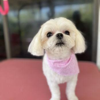 Doggy Detail - Sienna after - Pet Groomers Near Me Doggy Detail - Sienna after - Pet Groomers Near Me