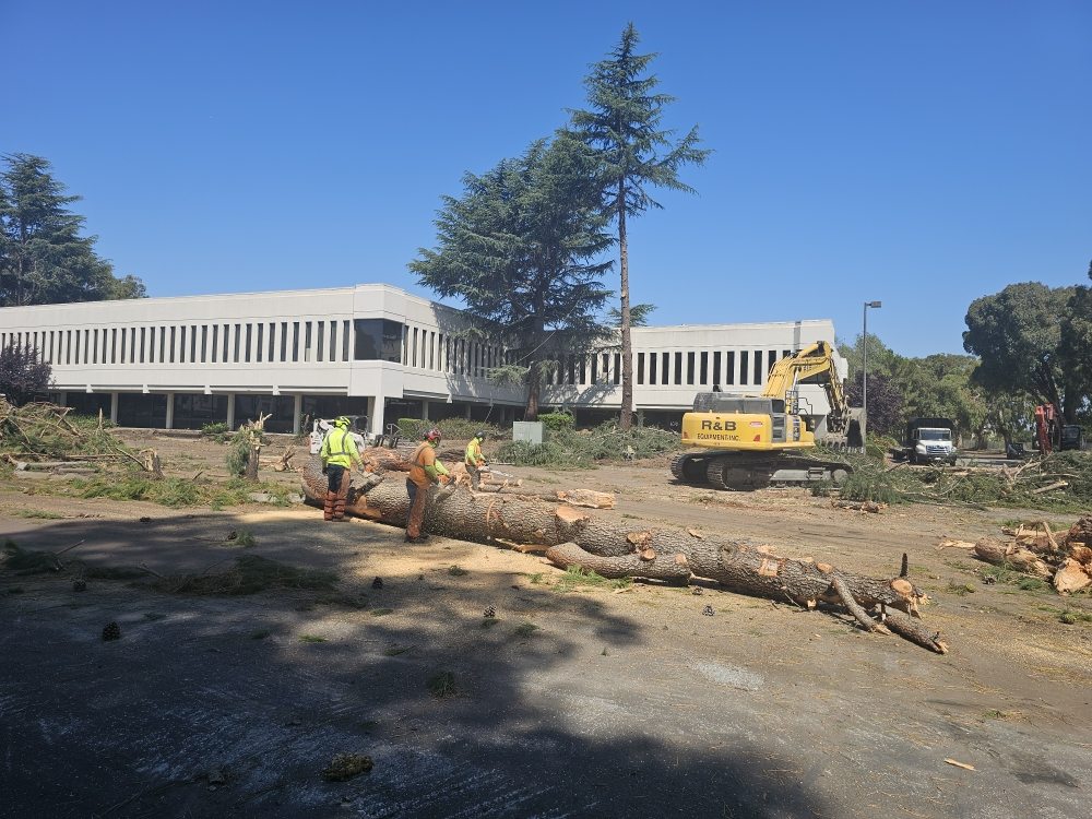 P & J Tree Services - tree service in Fairfield, CA