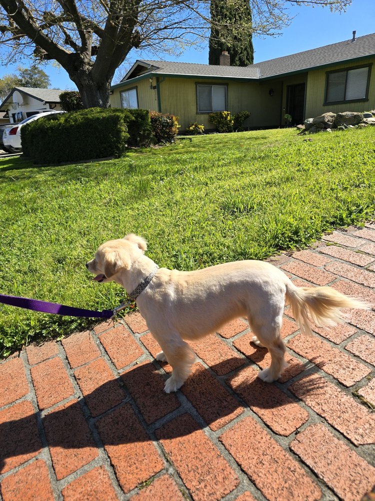 PUPPY LOVE BOARDERS Updated October 2024 12 Photos 9408 Kiefer