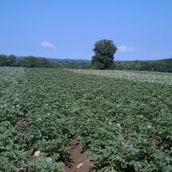Clarion River Organics - Potato plants in blossom.