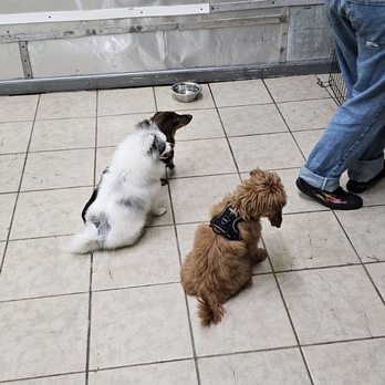Brooklyn Pup - Pet Training Near Me - Brooklyn, New York Brooklyn Pup - Pet Training Near Me - Brooklyn, New York