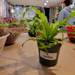 PlantHouse - Bird's Nest Fern - $12 included in cost of kokedama class ticket