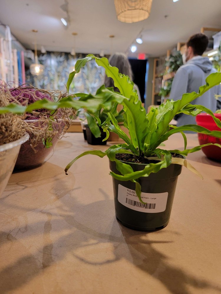 PLANTHOUSE Updated November 2024 139 Photos & 59 Reviews 3356 W
