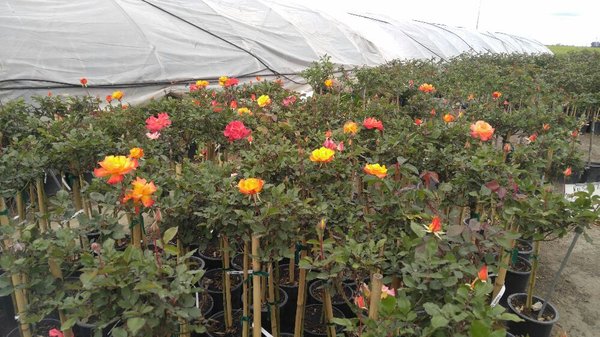 Santa Rosa Nursery Fresno Ca Nurseries Mapquest Santa Rosa Nursery Fresno Ca Nurseries