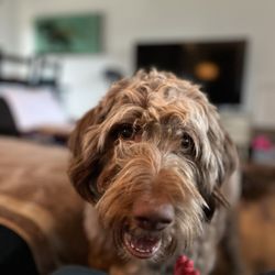 Town and Country Animal Clinic - Dog