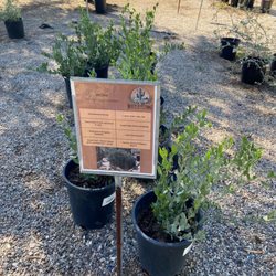 North Scottsdale Nursery and Cactus - Small jojoba plants.