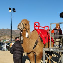 Camel rides