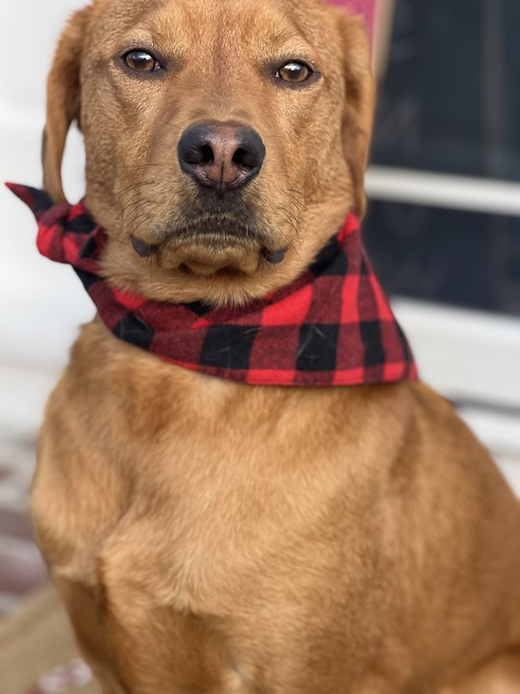 MCGRUPPS DOGGIE DAYCARE Updated September 2024 64 Photos & 32 Reviews 11 Rundlett Way