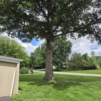 White Pine Tree Service - Tree Services Near Me - Marengo, Illinois White Pine Tree Service - Tree Services Near Me - Marengo, Illinois