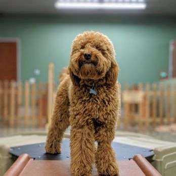 Workindoggz - My 8 month old goldendoodle puppy hangin in the play area - Dog Walkers Near Me - Hayward, California Workindoggz - My 8 month old goldendoodle puppy hangin in the play area - Dog Walkers Near Me - Hayward, California