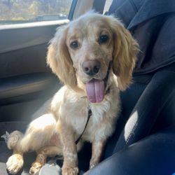 Petsense