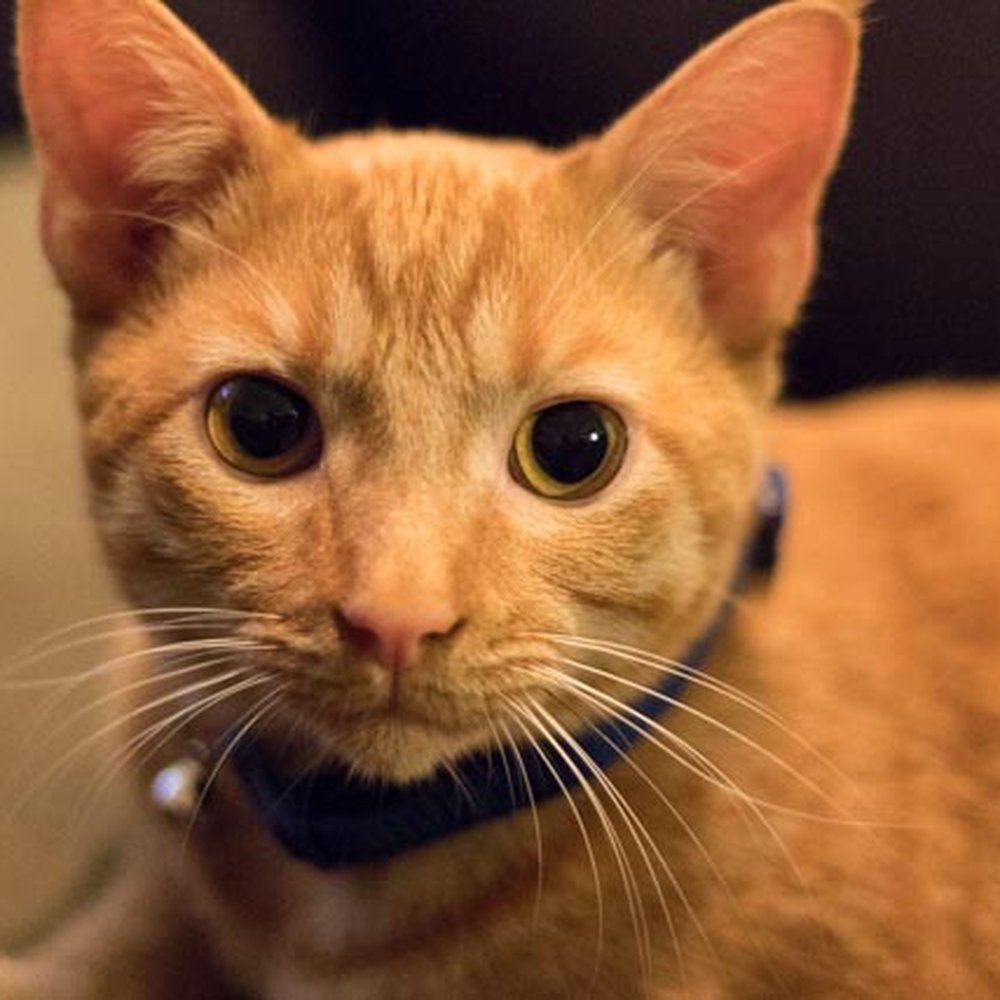 This is our cat adopted from the Second Chance SPCA This is our cat adopted from the Second Chance SPCA