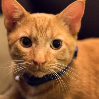 Second Chance SPCA - This is our cat adopted from the Second Chance SPCA - Animal Shelters Near Me - Plano, Texas Second Chance SPCA - This is our cat adopted from the Second Chance SPCA - Animal Shelters Near Me - Plano, Texas