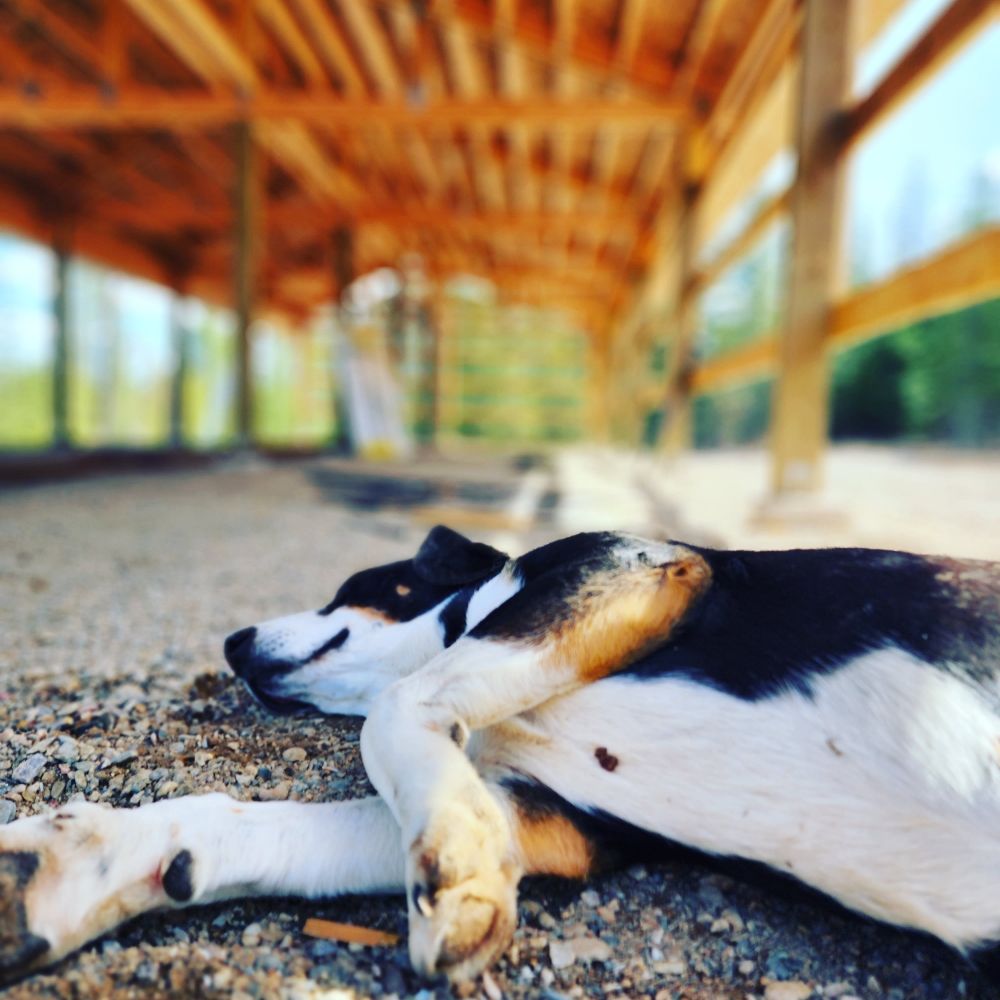 HOT DIGGITY DOG BOARDING Updated September 2024 Request Information