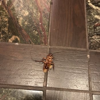 Humphreys Half Moon Inn - cockroaches in our room nasty! - San Diego, CA