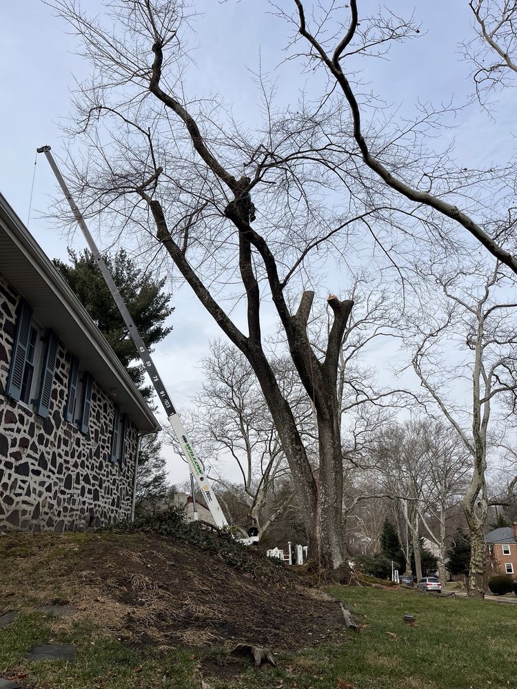 Willow Tree & Landscape Services - tree service in Hatboro, PA