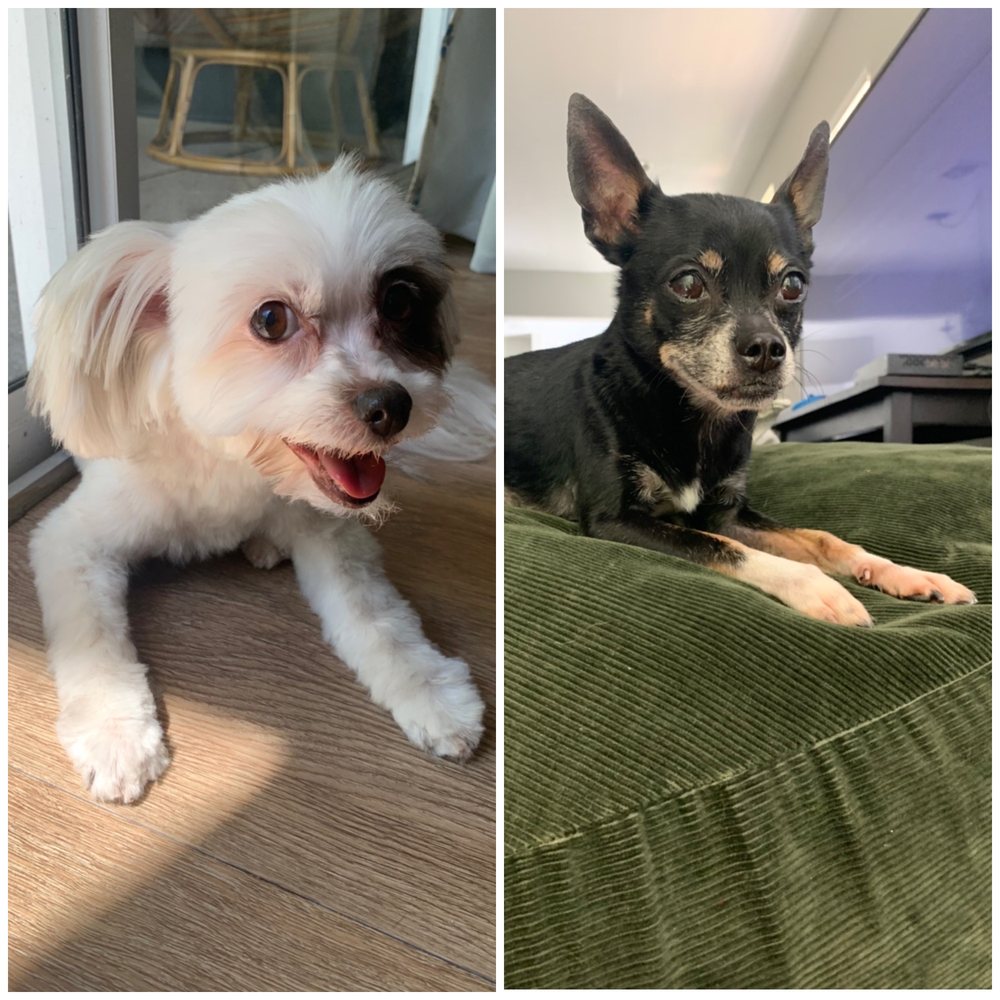 COMPANION CARE PET HOSPITAL Updated June 2024 10 Photos & 21