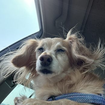 Pet Supplies Plus Webster - Bean not sure of what just happened as no one said hi to her. Her treat dealer was not available. - Pet Stores Near Me - Webster, New York