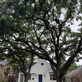 RF Tree Service - Tree Services Near Me - Houston, Texas