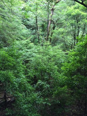 Yakusugi Land by null