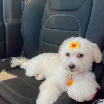 The Groomery - after her haircut at The Groomery - Pet Groomers Near Me - Temecula, California