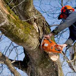 Timberwolf Tree Service