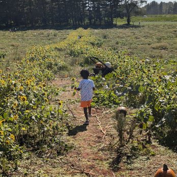 Temple Hall Farm Park - Sunflowers plenty!! - Parks Near Me - Leesburg, Virginia Temple Hall Farm Park - Sunflowers plenty!! - Parks Near Me - Leesburg, Virginia