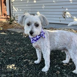 Pawz Fur Beauty - Jimmy posing for the camera