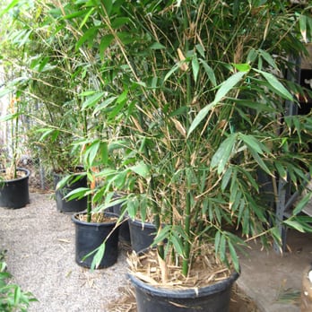 Whitfill Nursery - Notice the complete absence of any pricing information. On a pot this big, you can't scrawl a price on it like everything else? - Nurseries & Gardening Near Me - Phoenix, Arizona Whitfill Nursery - Notice the complete absence of any pricing information. On a pot this big, you can't scrawl a price on it like everything else? - Nurseries & Gardening Near Me - Phoenix, Arizona