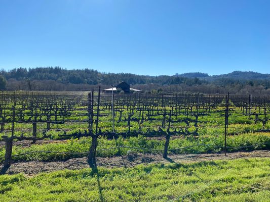 Comstock Wines by null