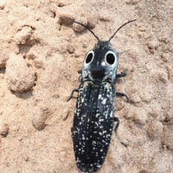 7/30/17. Sunday. Off the exercise path near the skate park. My kids discovered this interesting bug with a smiley face on his back.