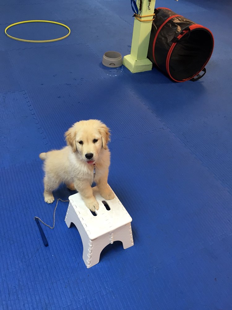 Hole in the Wall Dog Training Academy Image