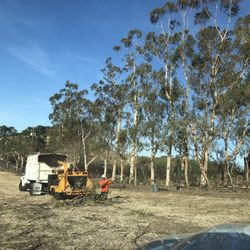 Phil & Sons Tree Service