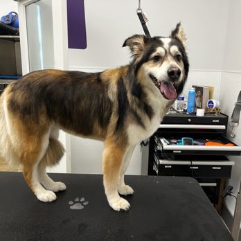 PetSuites Cordova - Grooming at Petsuites in Cordova - Pet Training Near Me - Arlington, Tennessee