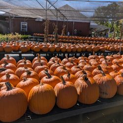 Van Houten Farms - Pumpkins galore