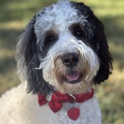 Hounds Inn Lounge Giftly Email, Text or Print, 1300 Spring Hill